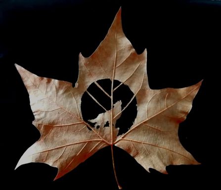 Leaf art